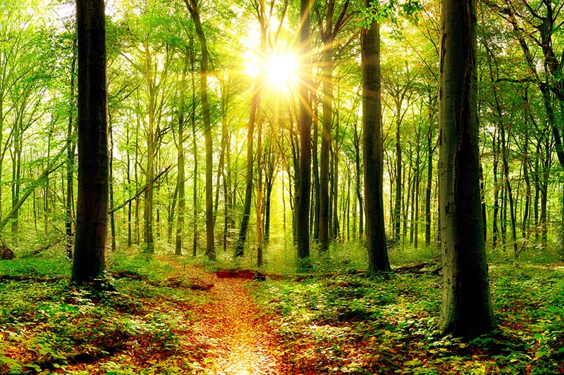 Sonne, Wald, Bäume